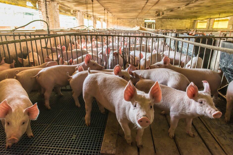 100 000 porcs euthanasiés au Québec? | JDM