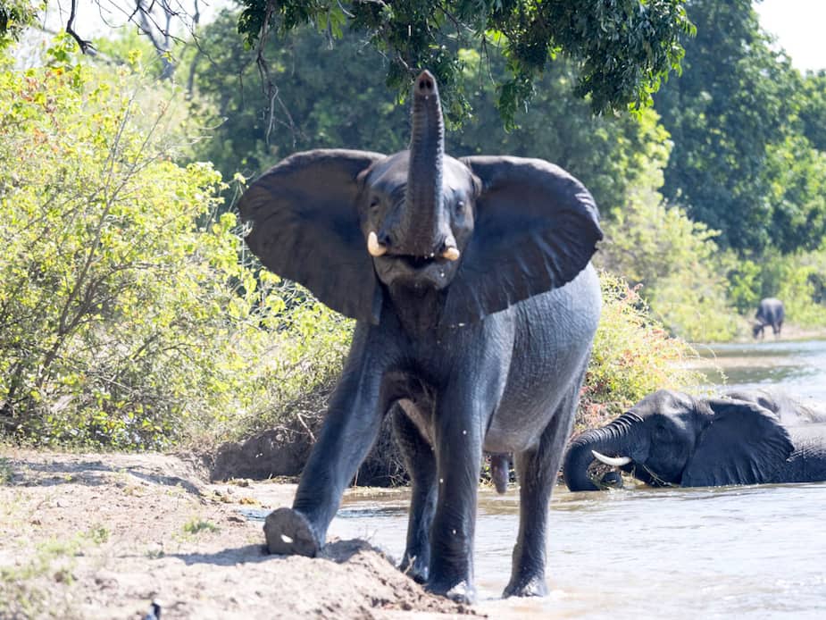Image principale de l'article Un éléphant tue une femme et revient
