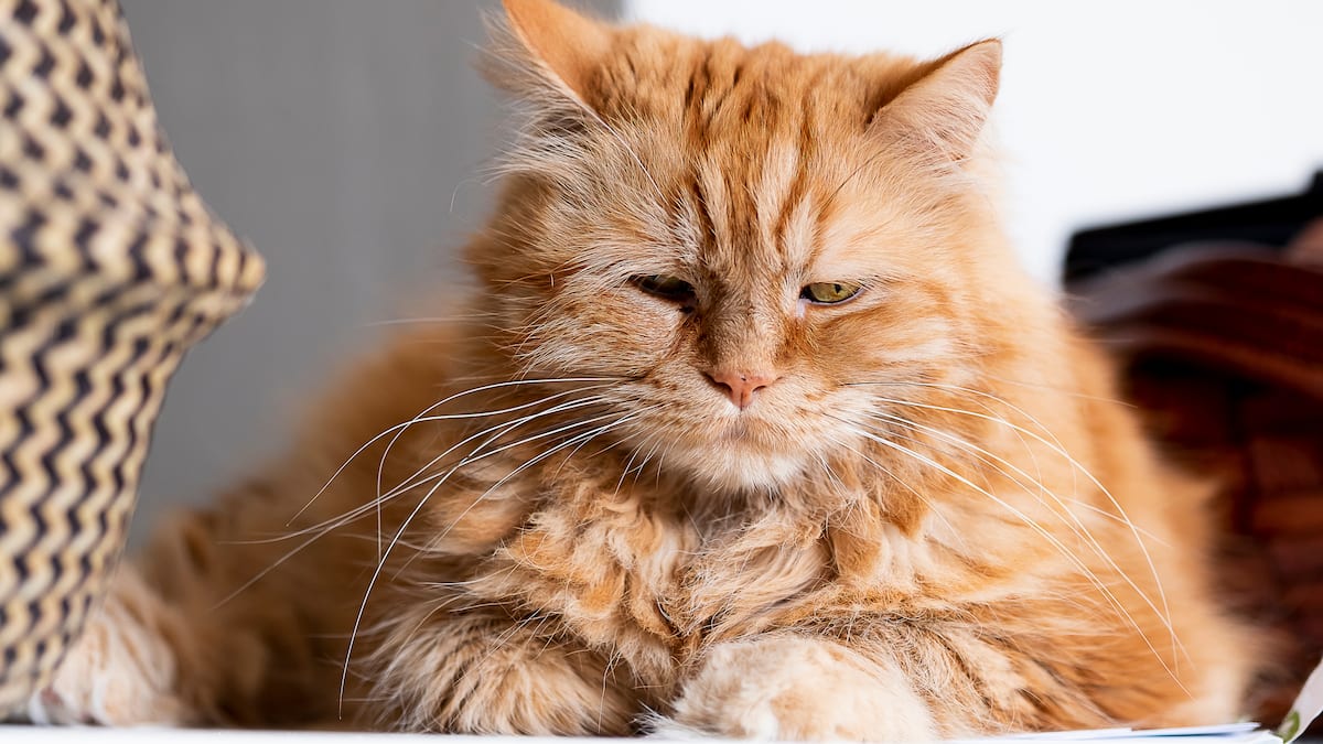 «10 minutes suffisent»: caresser un chat ou un chien réduit le stress «de manière importante»