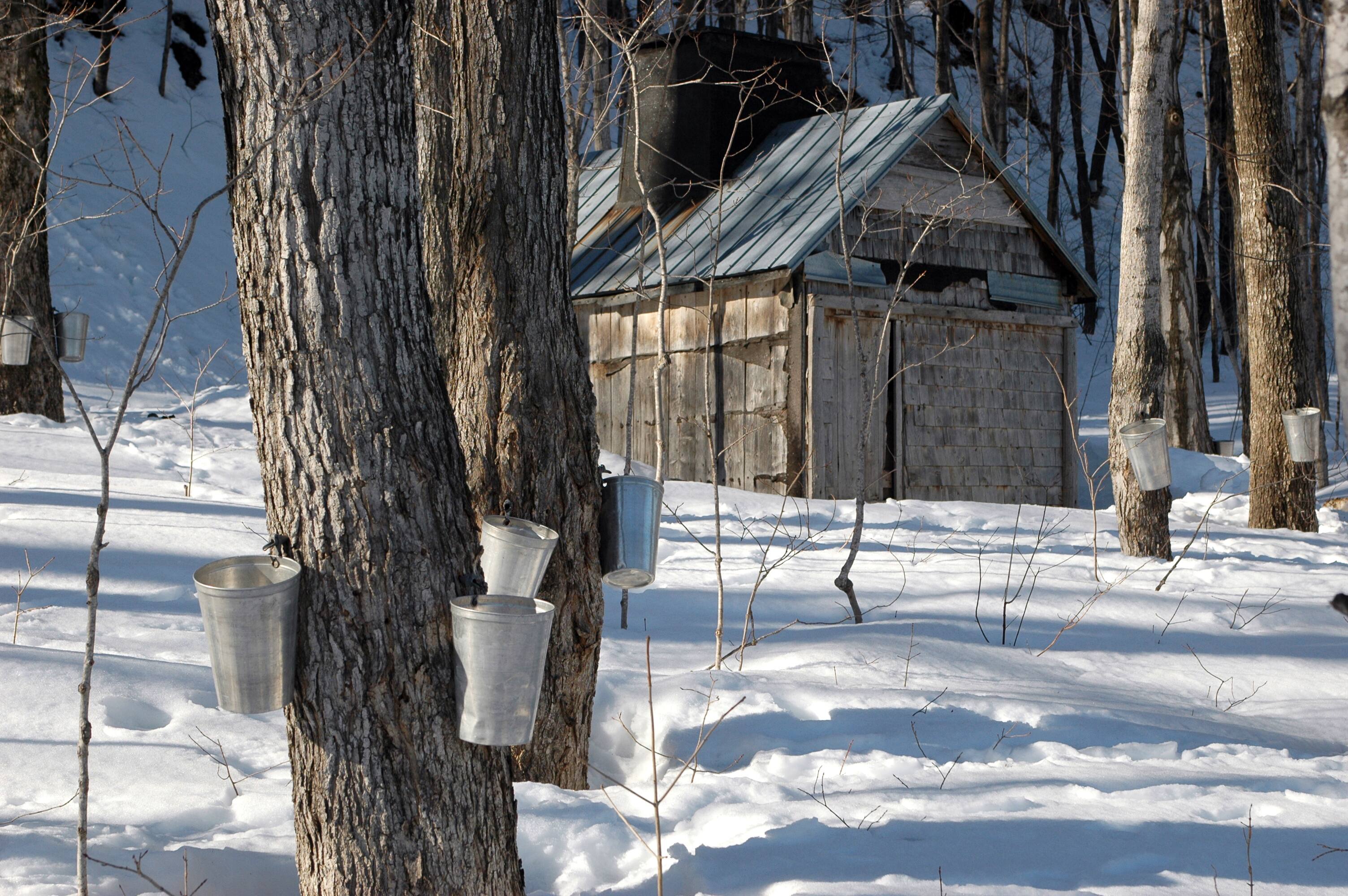 Le temps des sucres officiellement reconnu comme patrimoine du Québec | JDQ