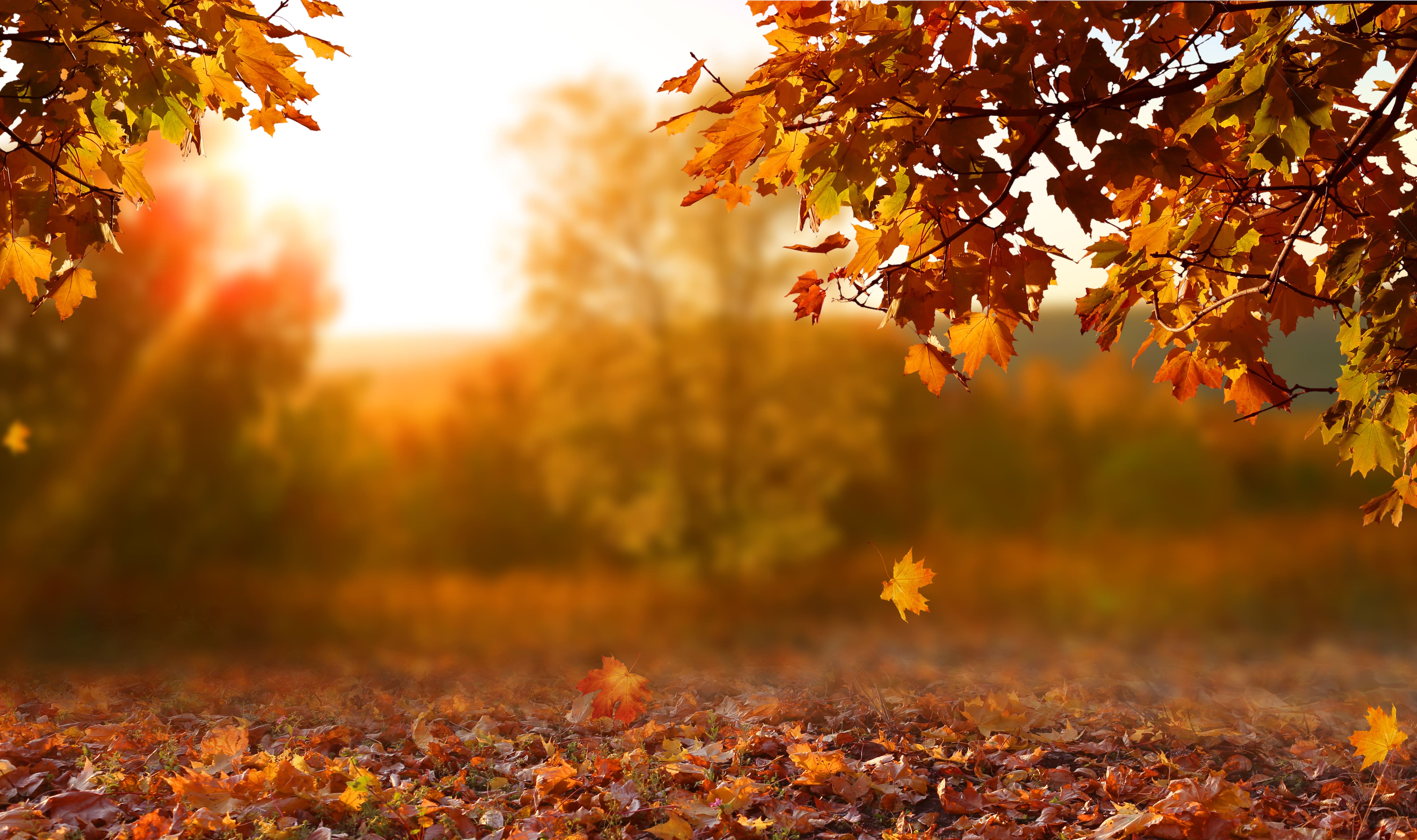 Déjà l’automne