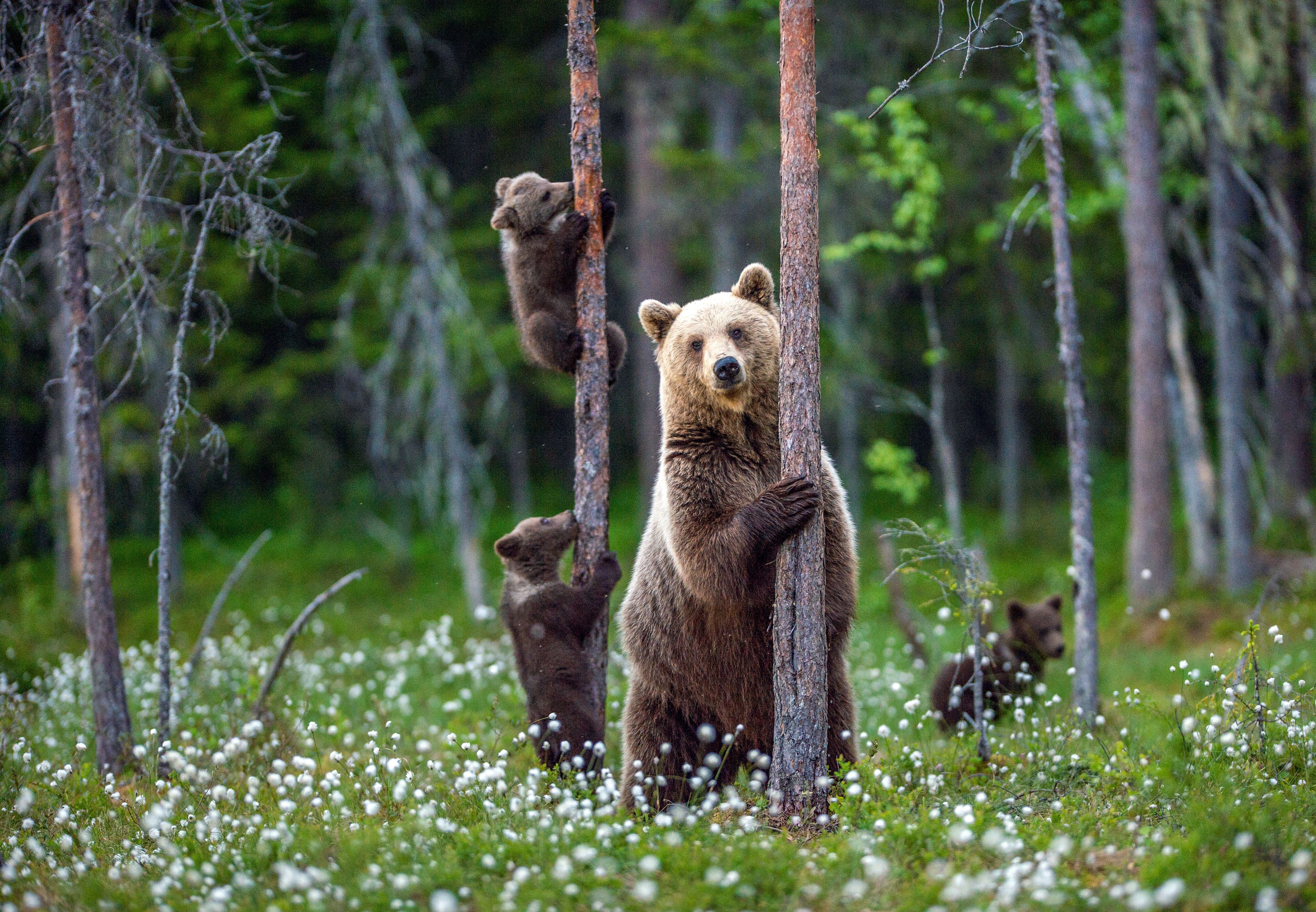Deux fr&egrave;res trouvent la mort apr&egrave;s avoir voulu tirer sur un ours