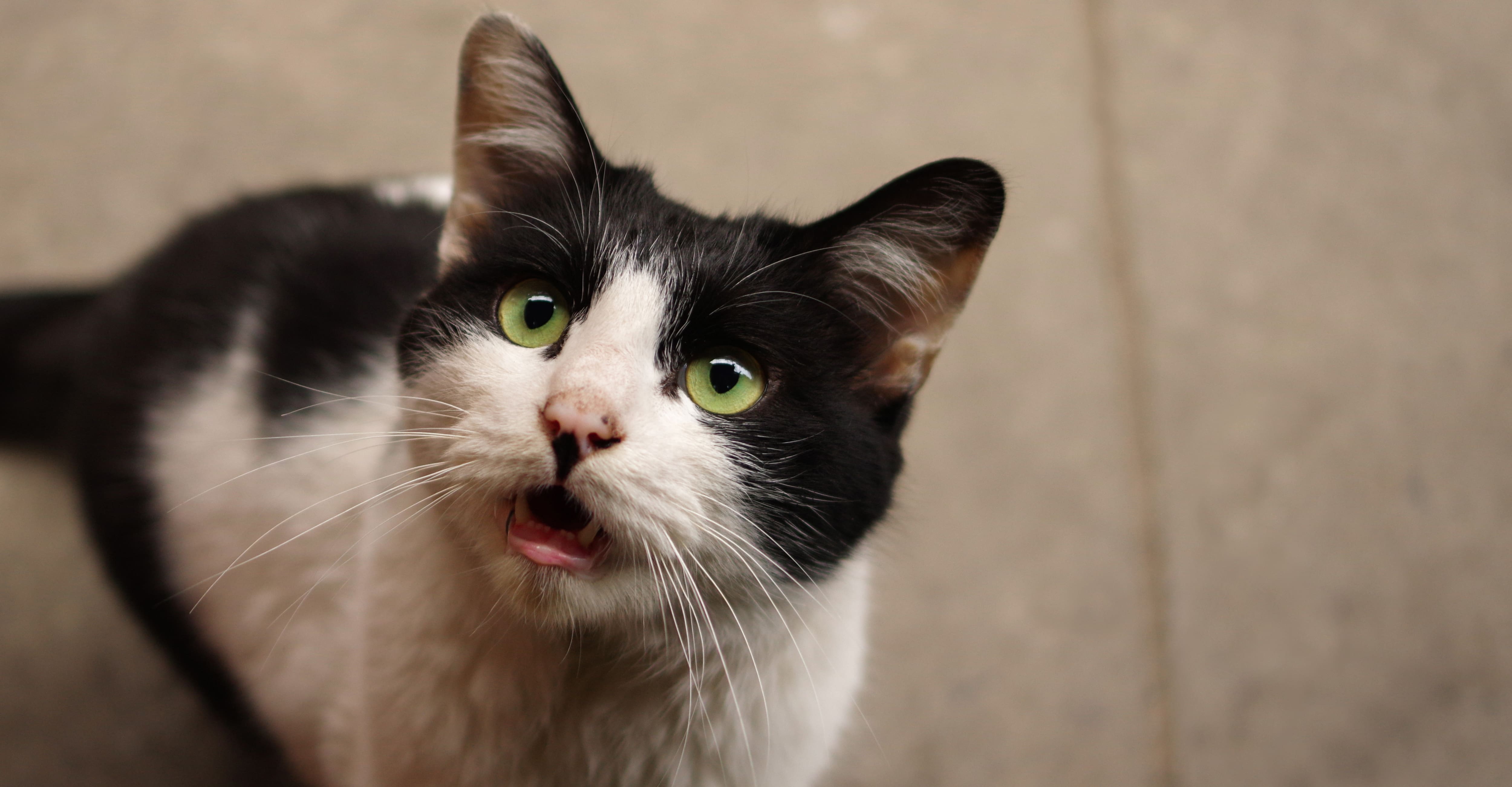 Un premier cas de rage du raton laveur chez un chat au Québec