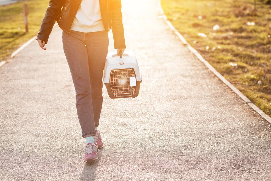 Image principale de l'article Un «kidnappeur de chats» dans Lebourgneuf?