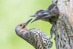 Bonnes pratiques en ornithologie