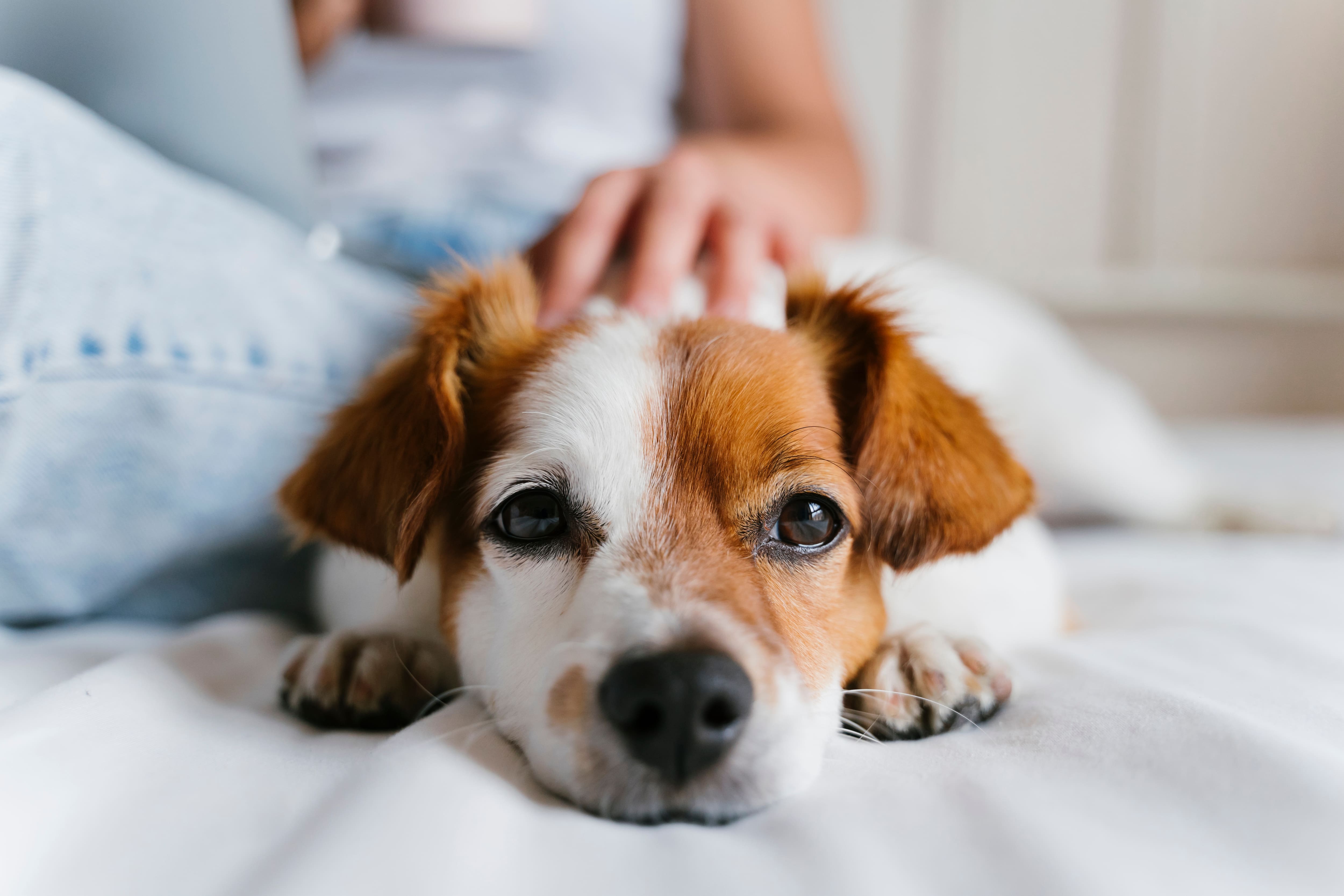 Infection grave chez les chiots: qu’est-ce que le parvovirus?