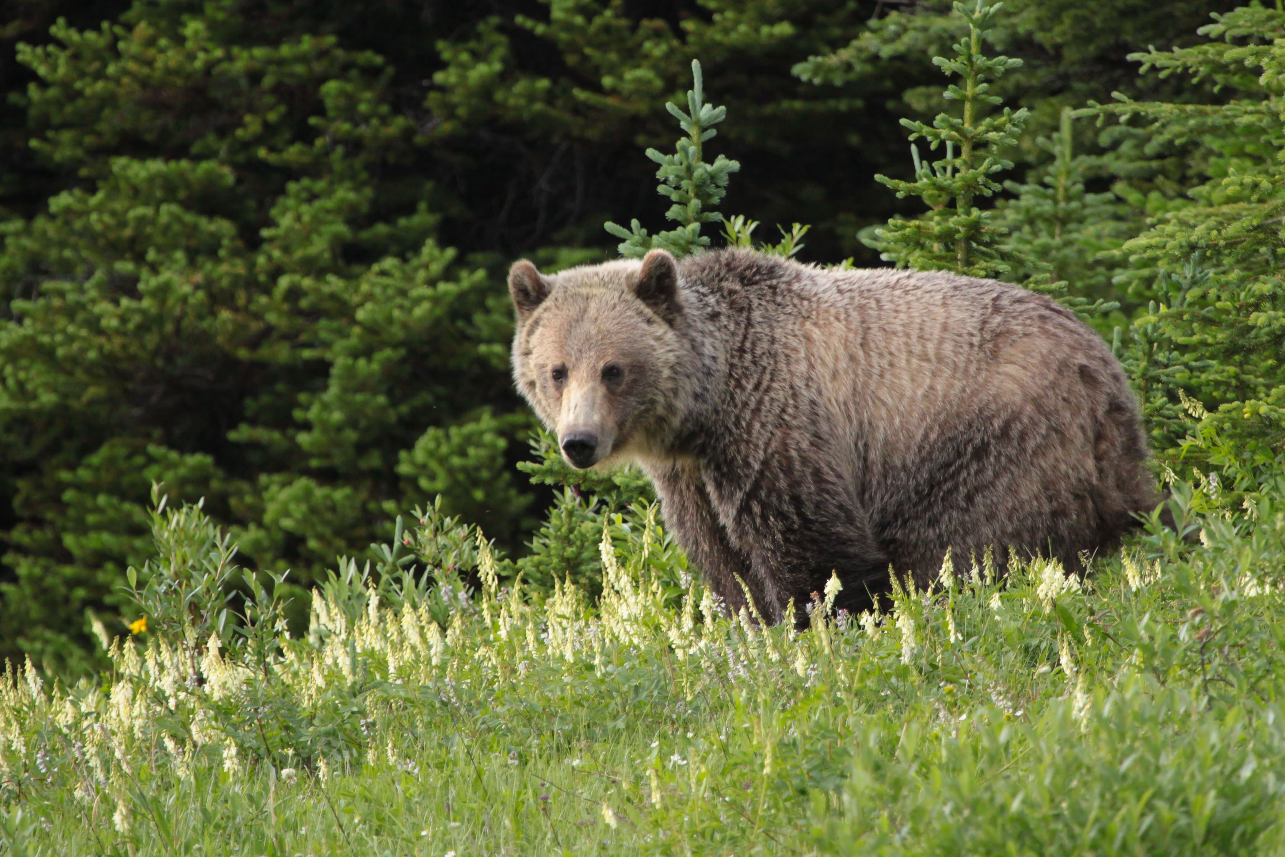 Japon: premier décès de l'année lié à une attaque d'ours