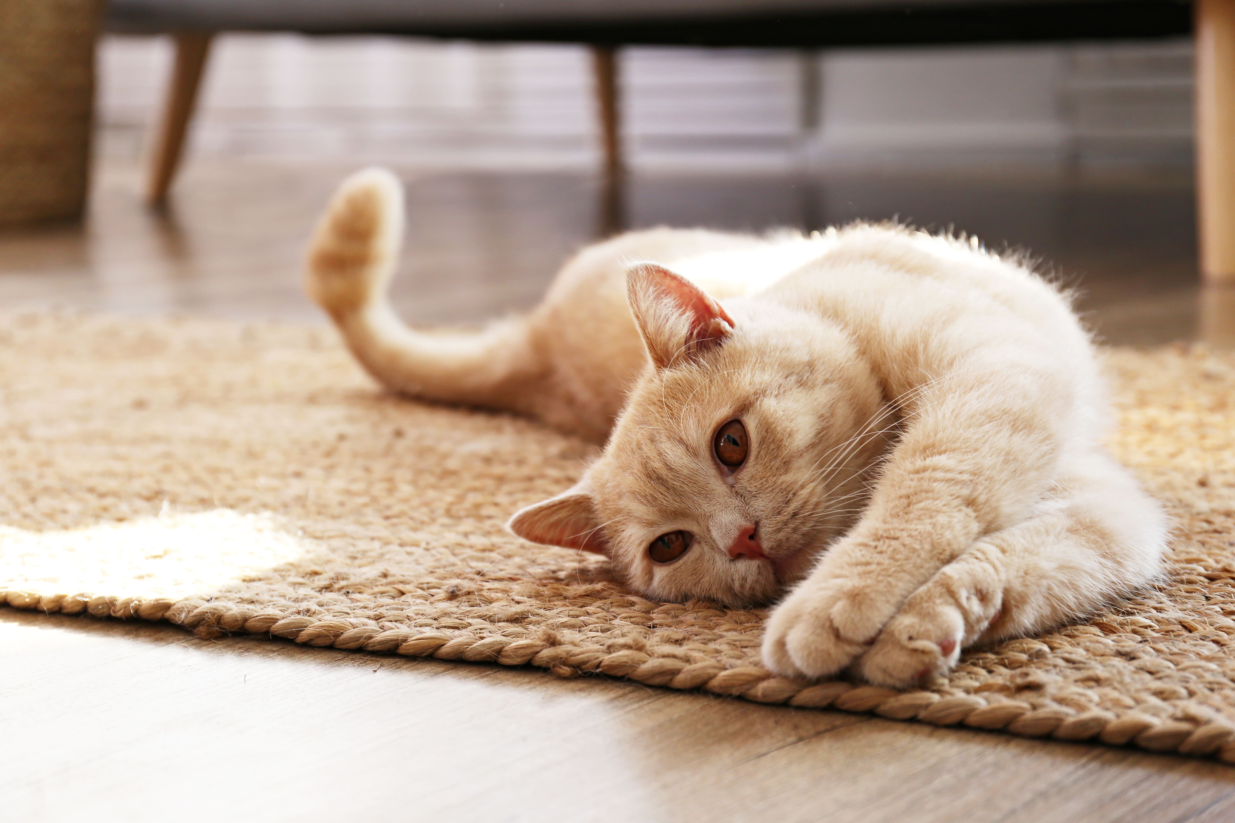 Éclosion de typhus du chat: votre animal est à risque même à l’intérieur