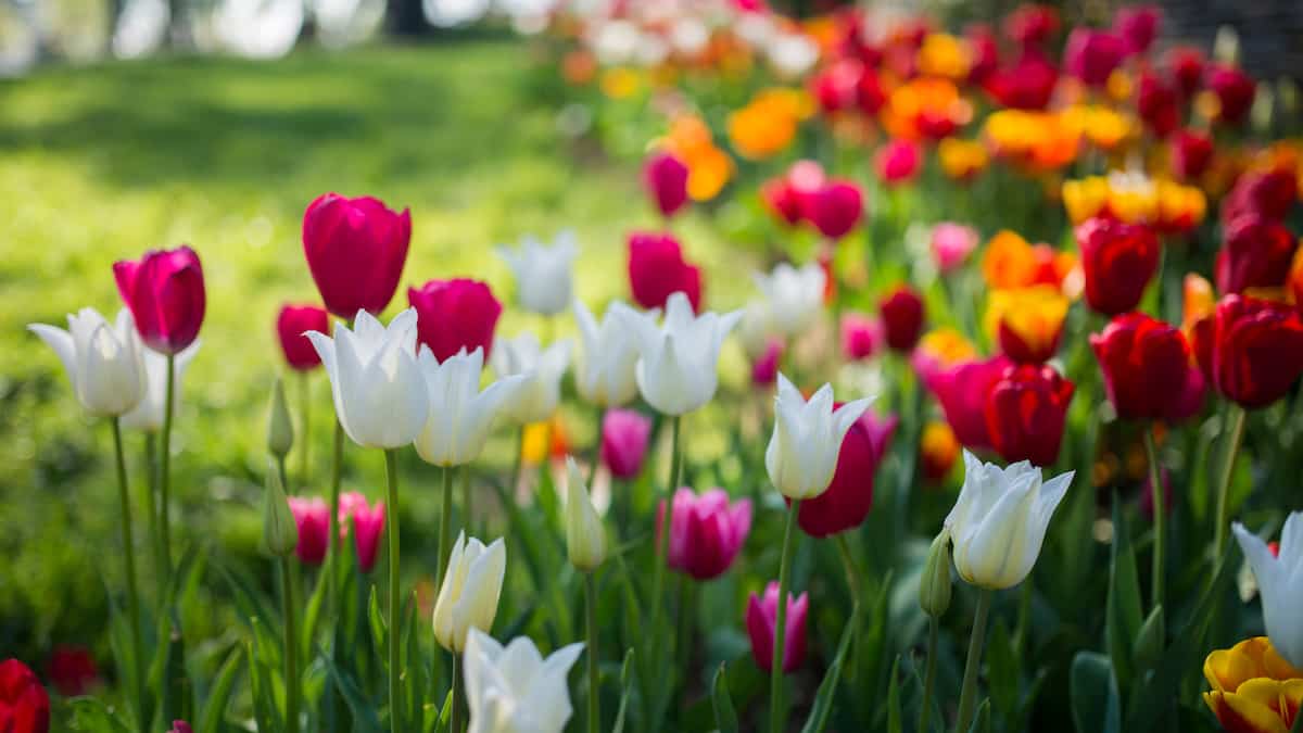 C'est le temps de planter des tulipes