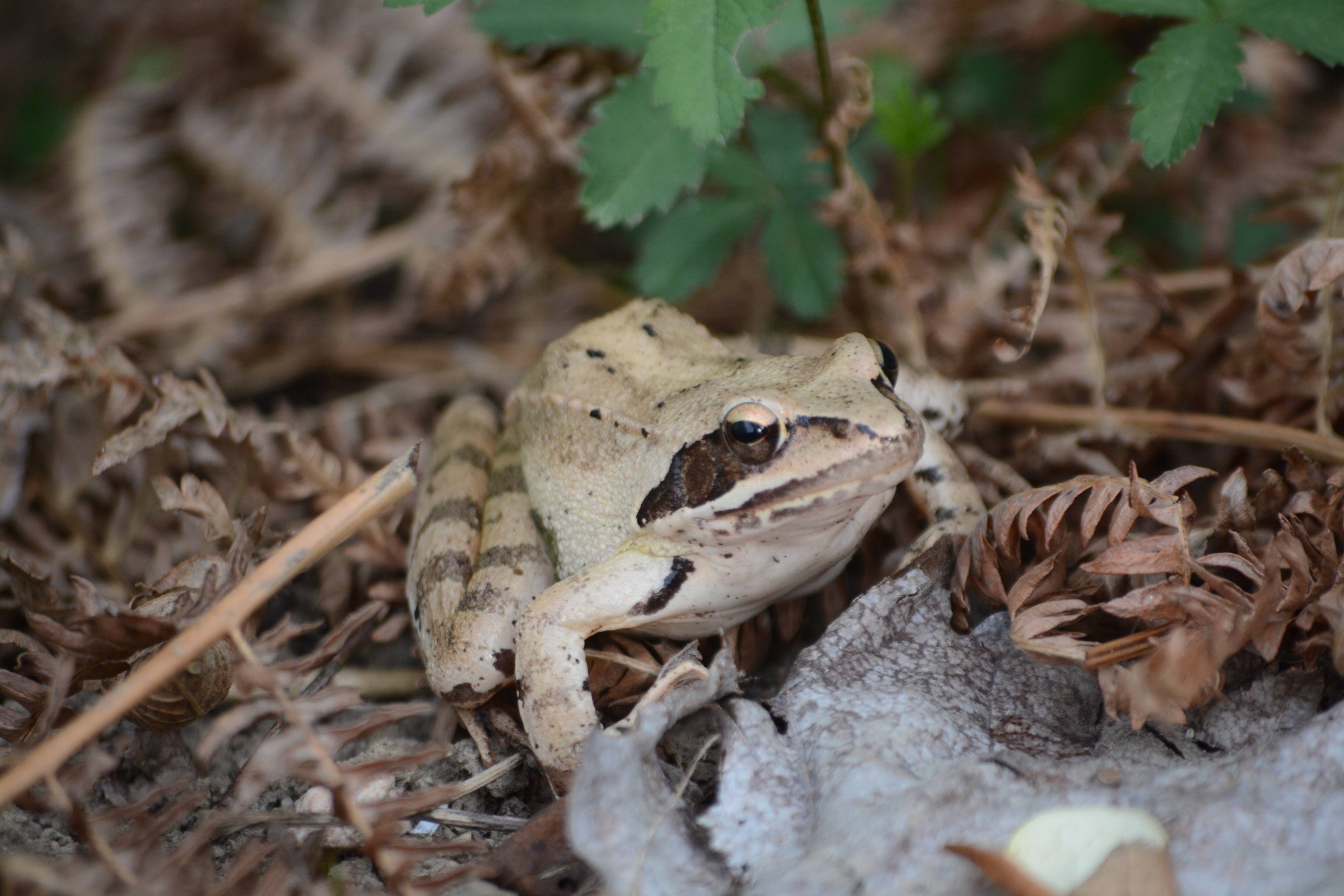 Protection de la rainette faux-grillon : la suspension des travaux ordonn&eacute;e &agrave; Longueuil