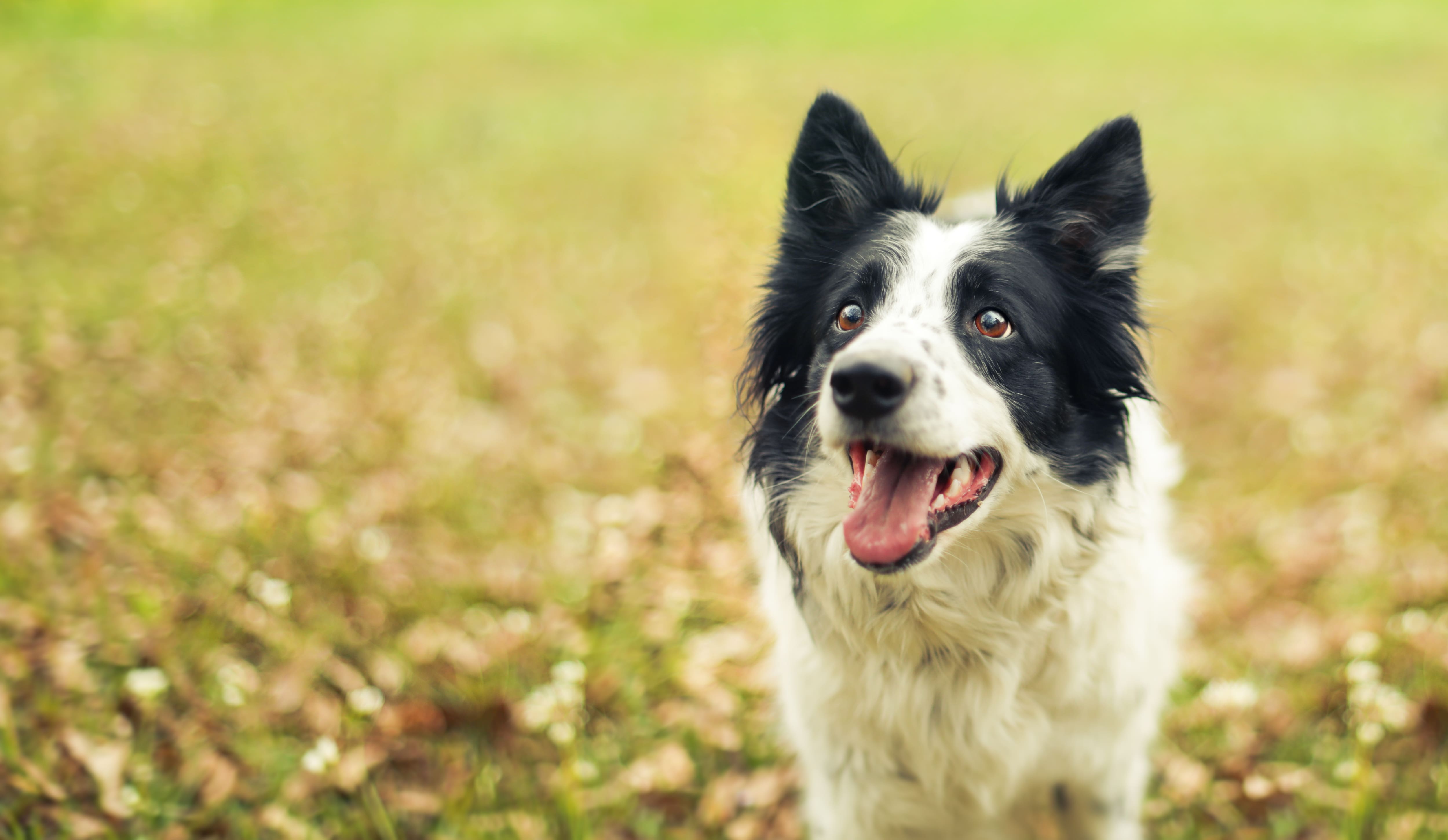 Peur, colère, tristesse: les chiens seraient capables de distinguer les expressions faciales des humains