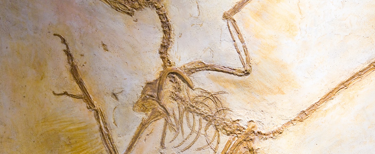 L’ultimo pasto del dinosauro è stato trovato all’interno del suo scheletro L’ultimo pasto del dinosauro è stato trovato all’interno del suo scheletro