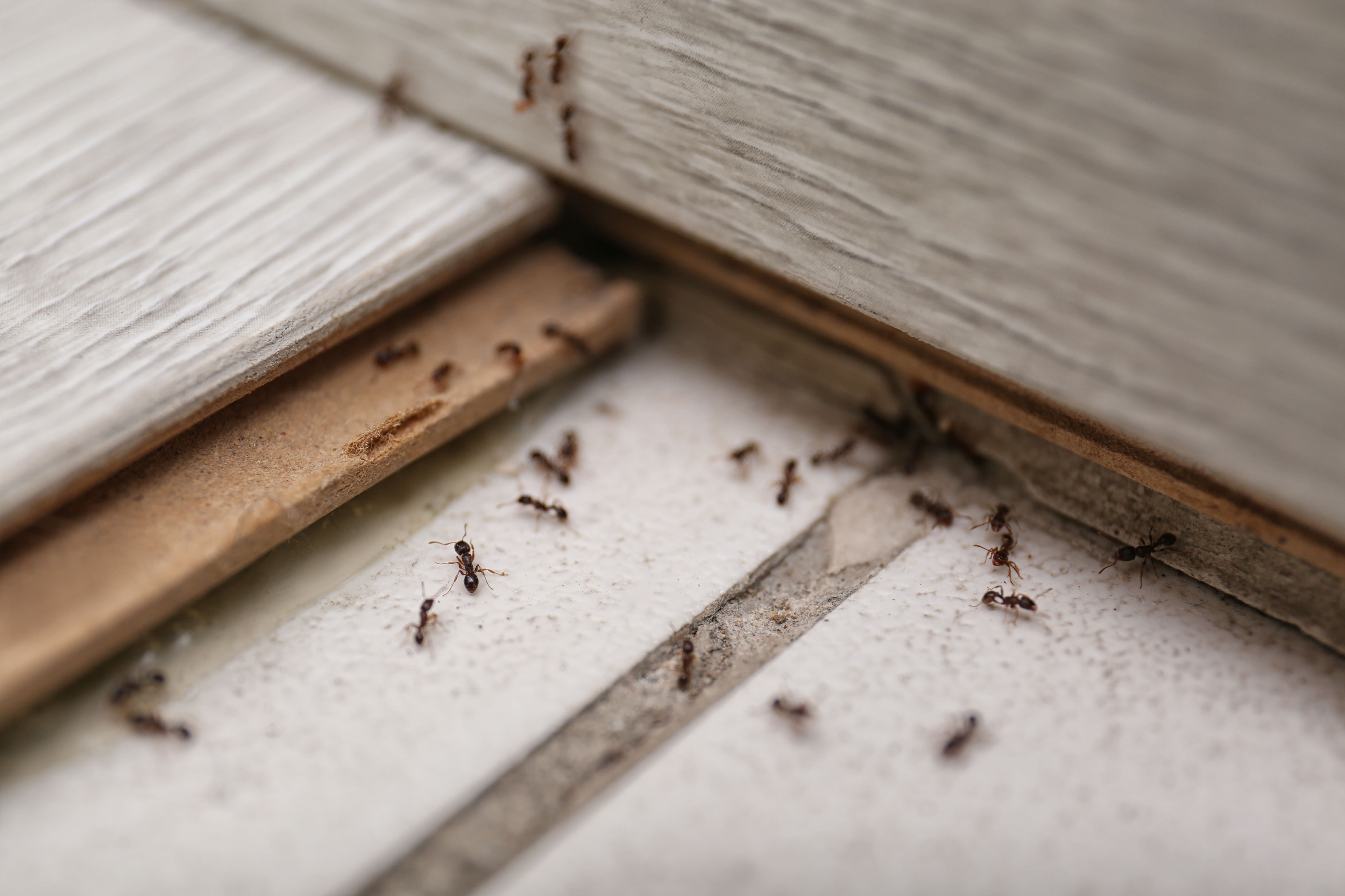 Invasions de fourmis: les exterminateurs débordés à Québec