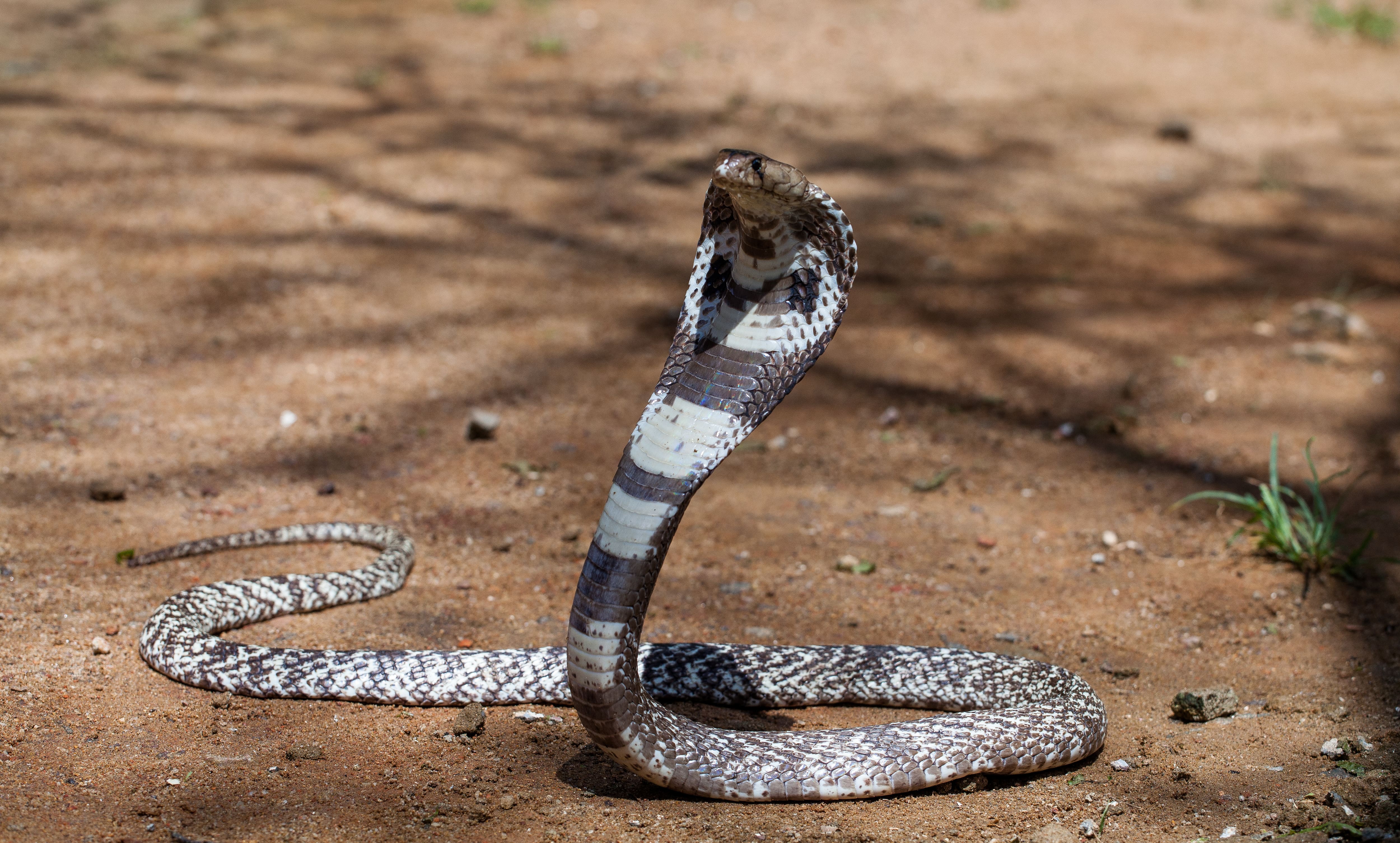 Tourist Dies After Snake Bites Him Inside Pants During Egypt Show - News Directory 3