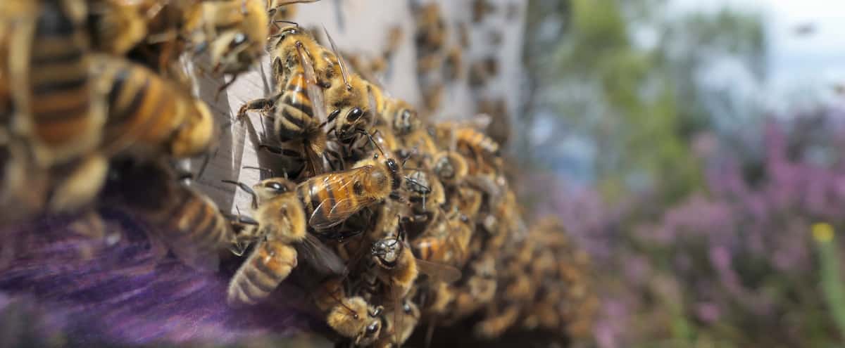 Une mère se fait piquer 75 fois par des abeilles en protégeant ses