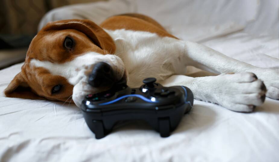 Image principale de l'article Il existera bientôt des jeux vidéo... pour chiens