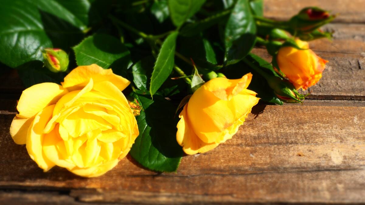 Pas de fleurs pour la fête des Mères