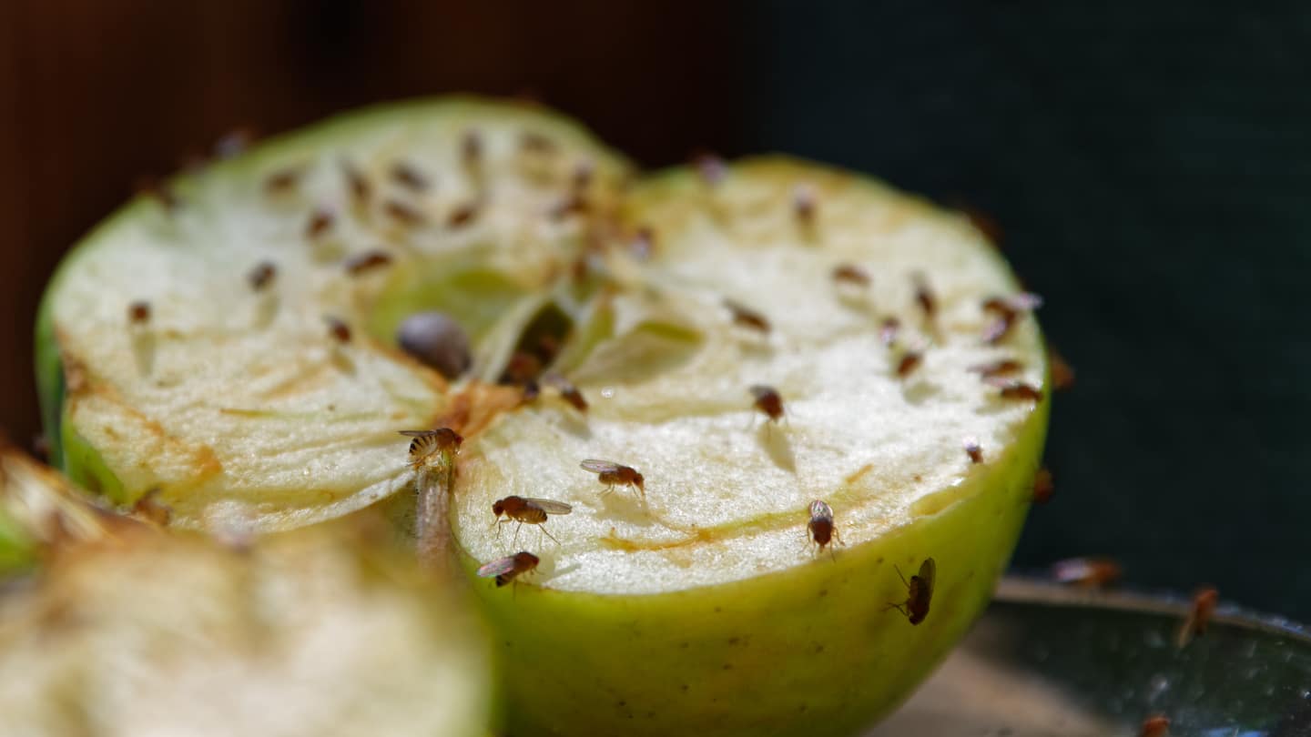 Des méthodes efficaces pour contrer l'infestation de mouches à fruits dans les résidences
