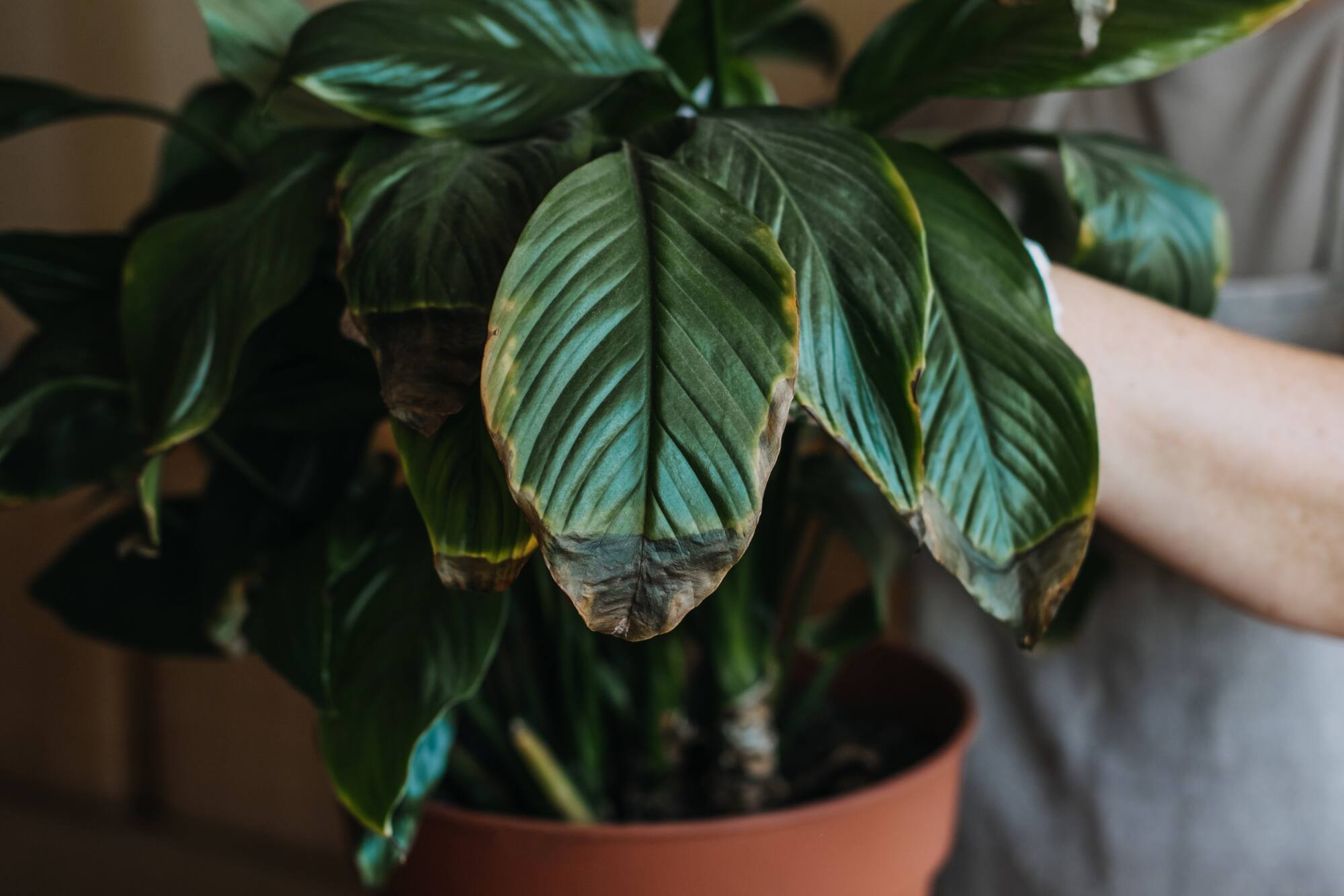 Les applications pour soigner nos plantes, est-ce que a fonctionne  vraiment? | JDM