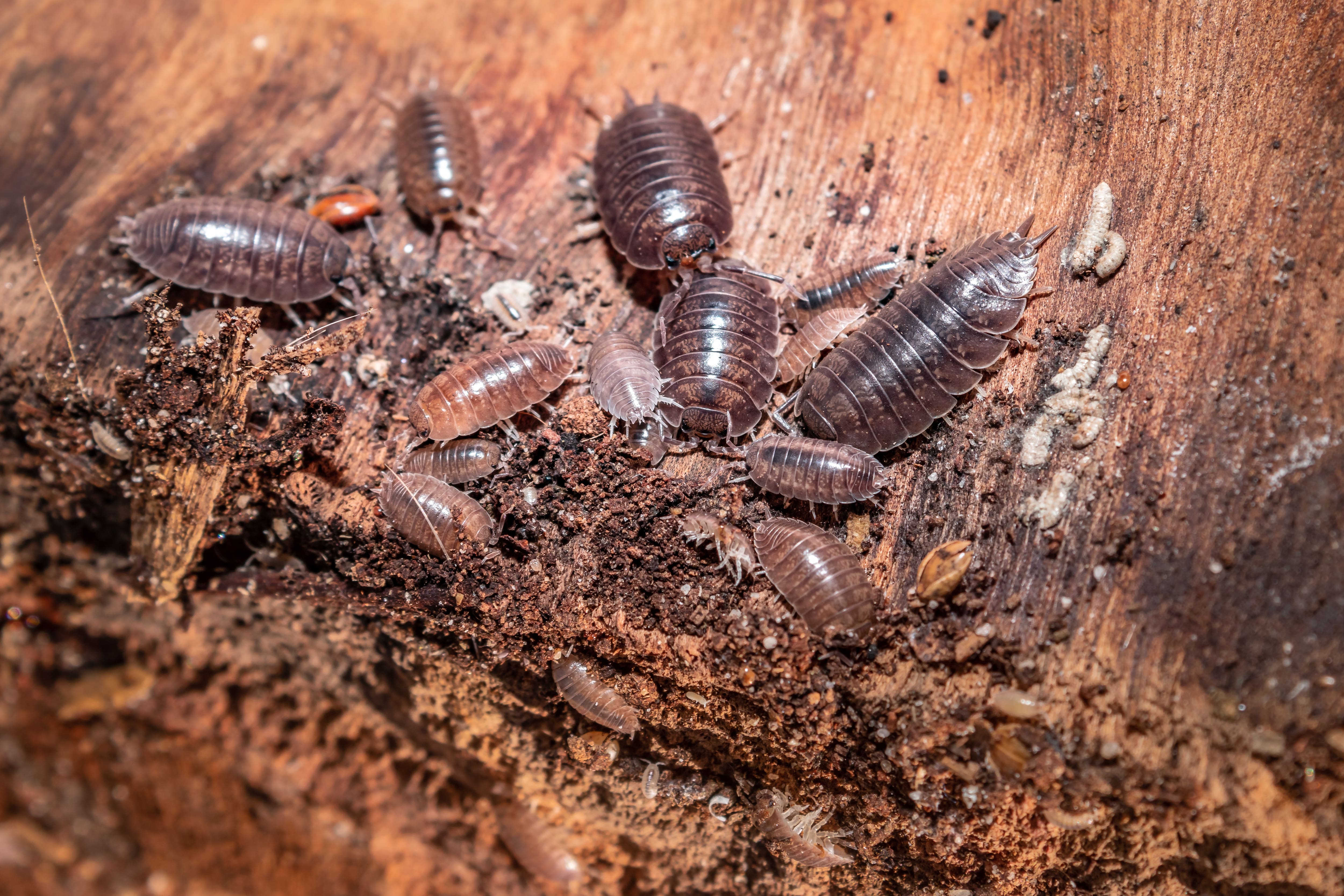 Infestation de bibittes d'humidité: quelques astuces pour s’en débarrasser