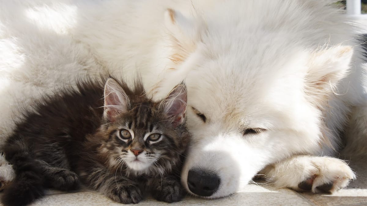 Différences marquées entre les nouveaux propriétaires de chats et de chiens