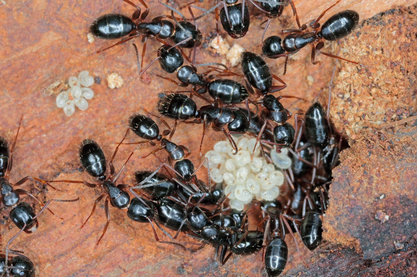 Fourmis: voici comment gérer une invasion de fourmis dans la maison (et