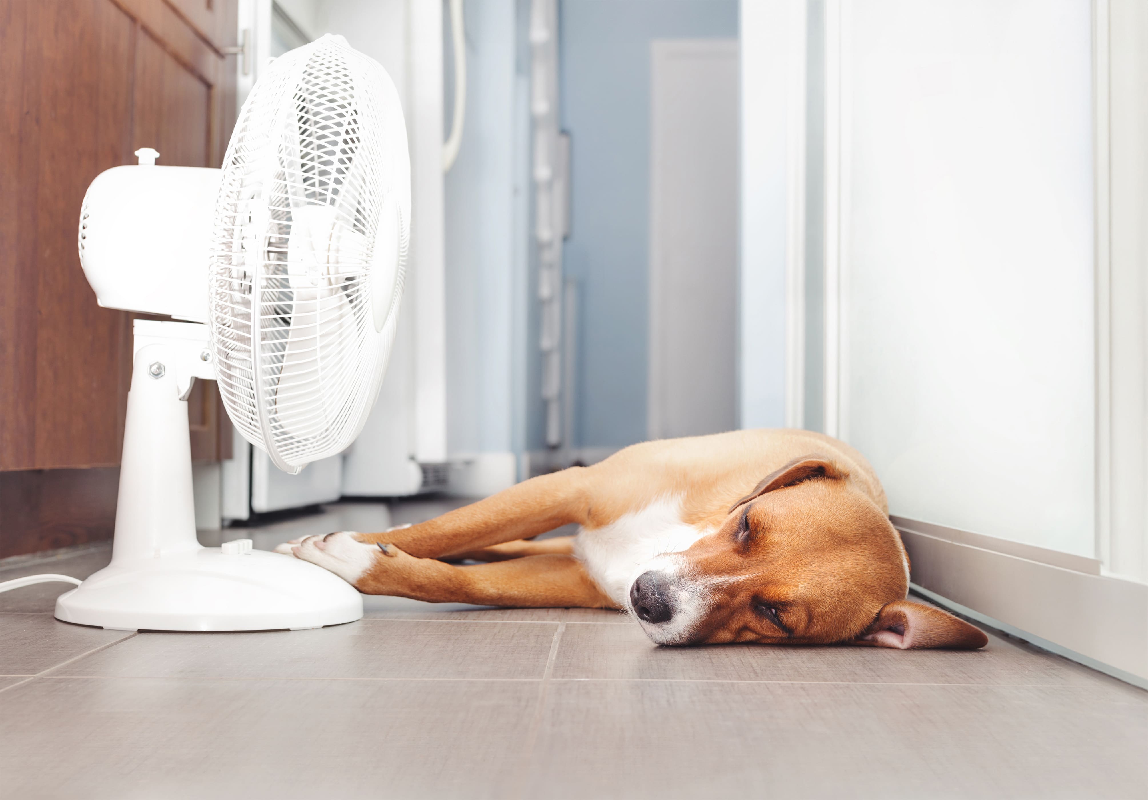 Many dogs and cats die due to heatwave in Europe