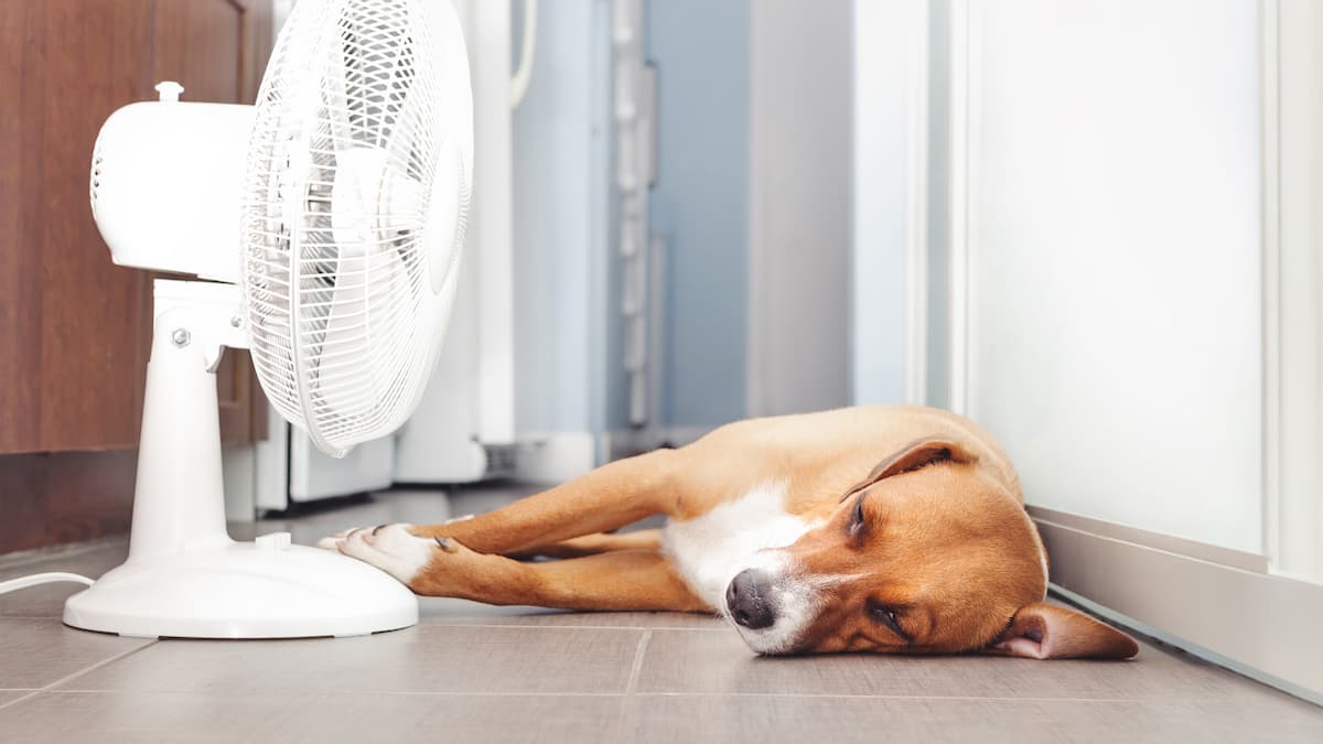 Many dogs and cats die due to heatwave in Europe Many dogs and cats die due to heatwave in Europe