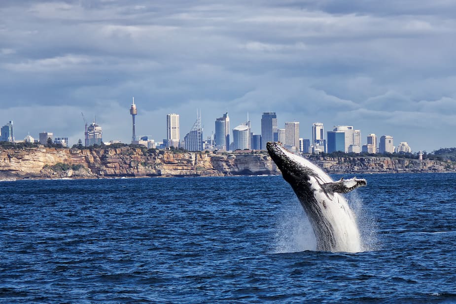 Image principale de l'article Du faux caca de baleine pour capter le carbone