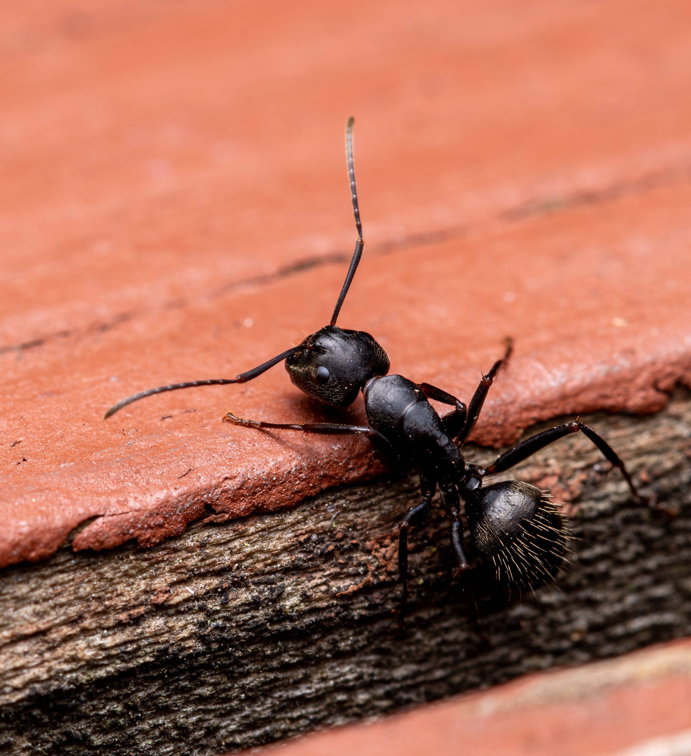 Comment se débarrasser des fourmis charpentières? | JDM