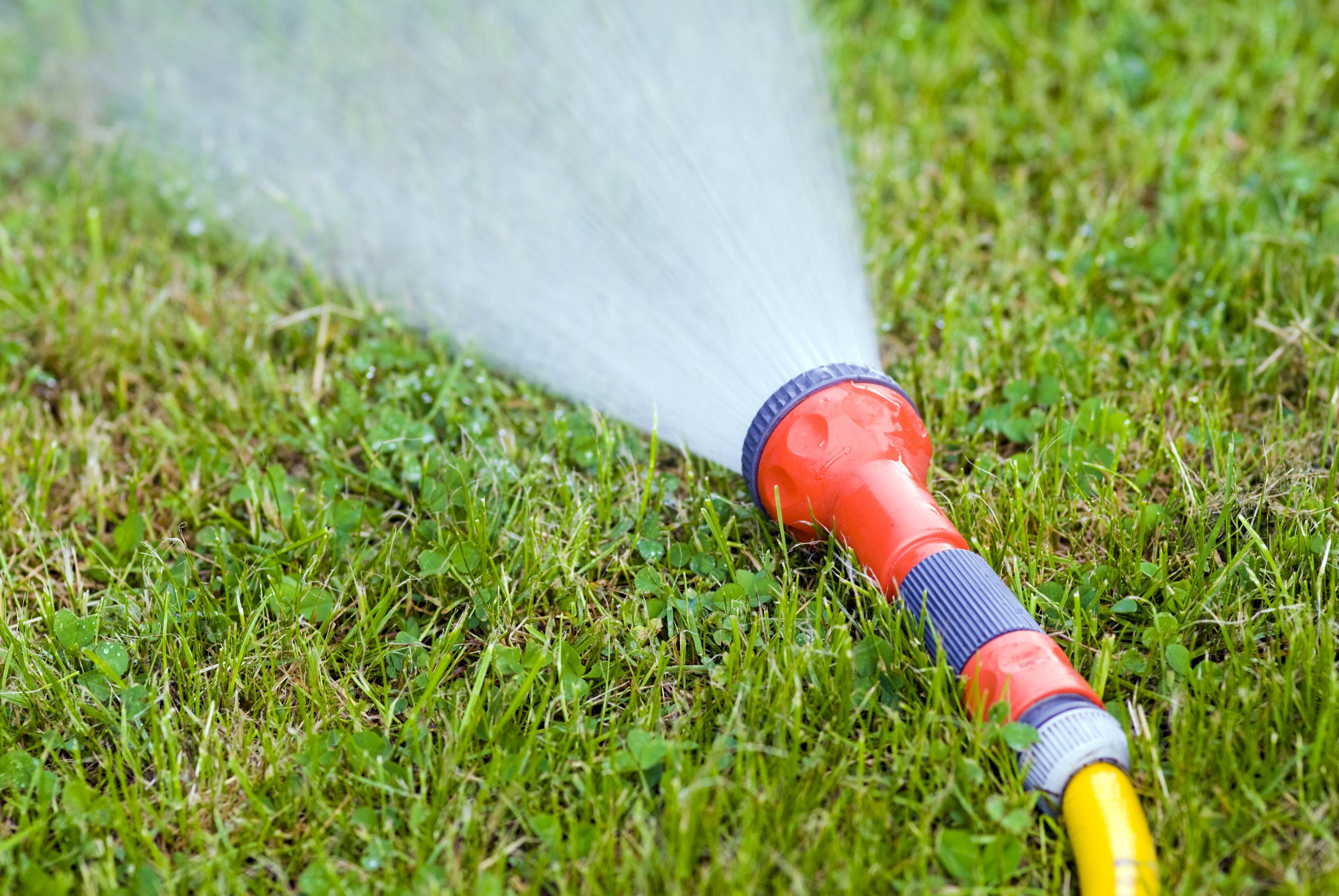 Contest for Ugly Lawn