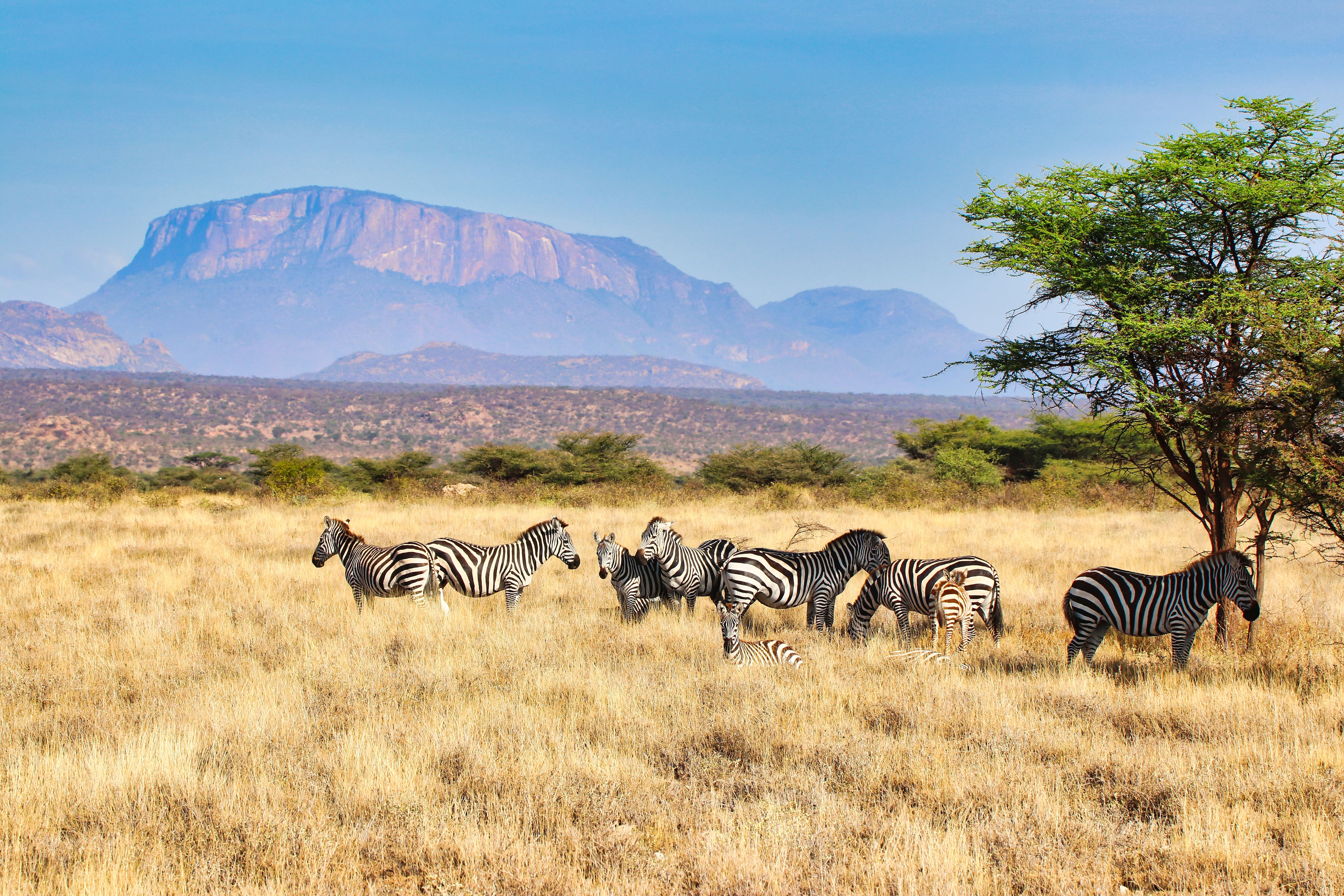 Six touristes, dont cinq Américains, meurent dans un écrasement d’hélicoptère lors d’un vol d'observation du panorama au Kenya