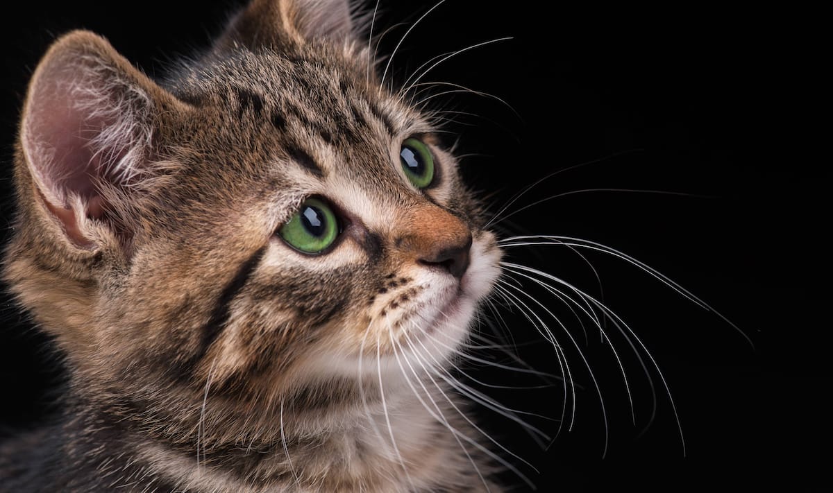 Forte hausse des abandons à la SPA de Québec