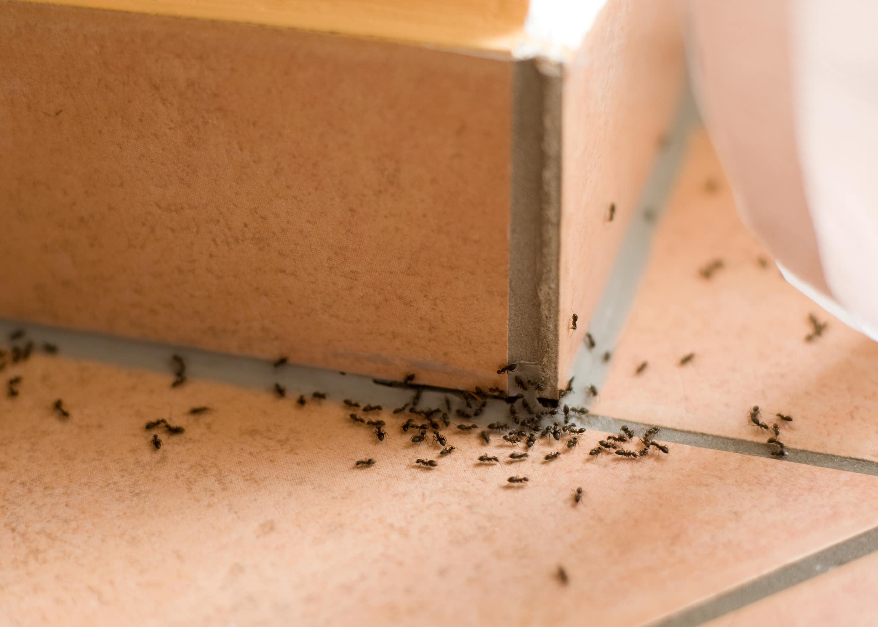 Comment se débarrasser des fourmis charpentières dans la maison? | JDQ