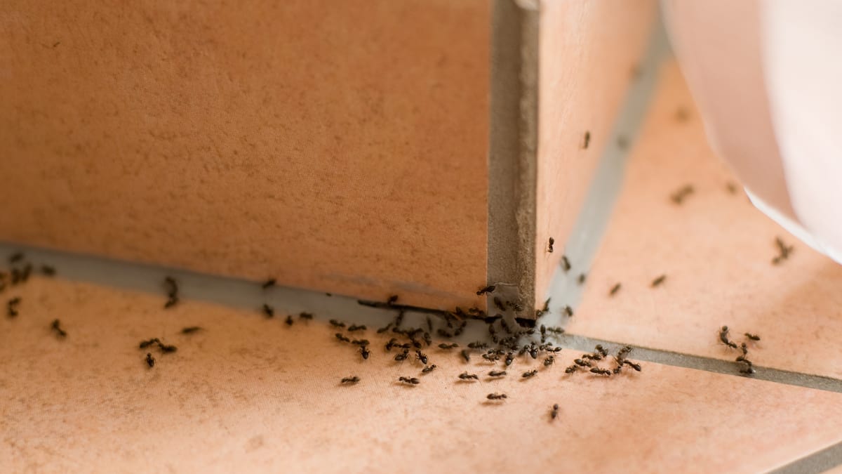 Comment se débarrasser des fourmis charpentières dans la maison? | JDQ