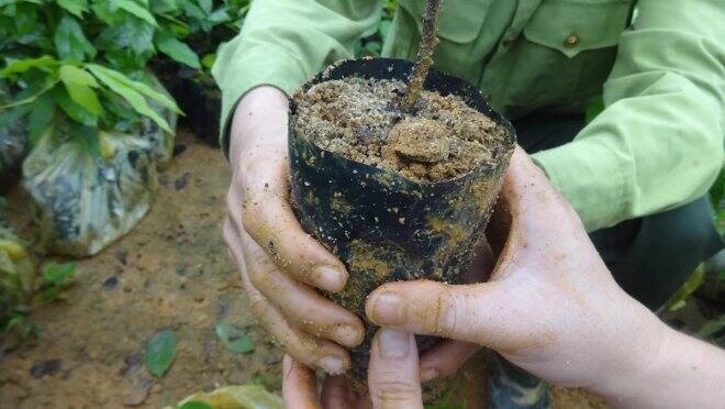 Pour planter des arbres contre le r&eacute;chauffement climatique, il suffit de le demander &agrave; Alexa