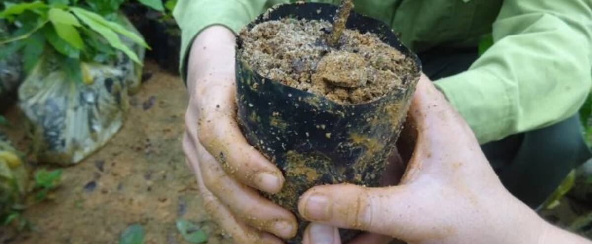 Pour planter des arbres contre le réchauffement climatique, il suffit de le demander à Alexa