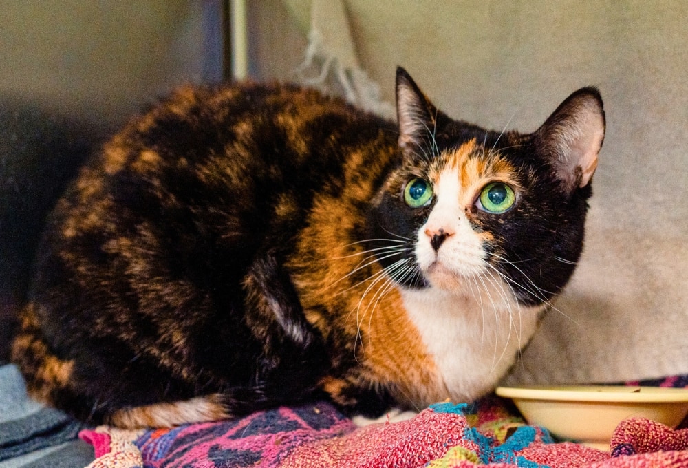 Amy, 12 ans, cherche une nouvelle famille