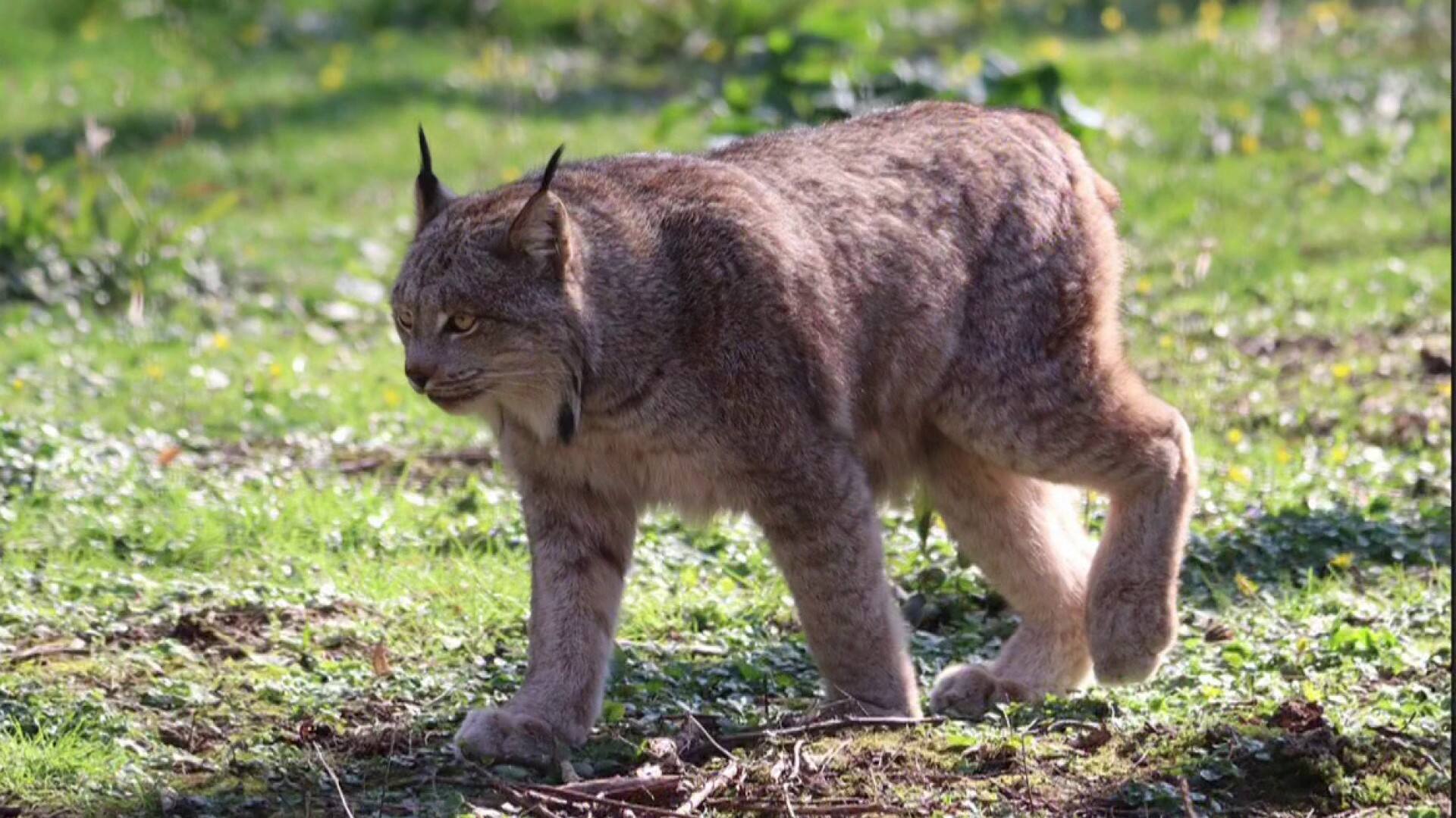 Quoi faire en la présence d'un animal sauvage