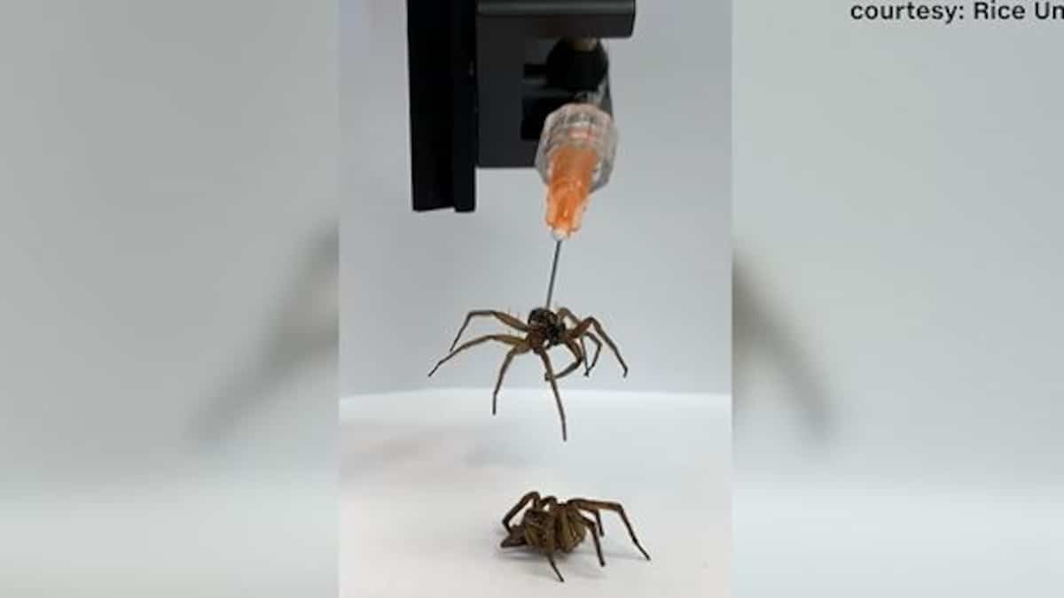 EN VIDÉO | Les pattes d'araignées, le futur dans la robotique?