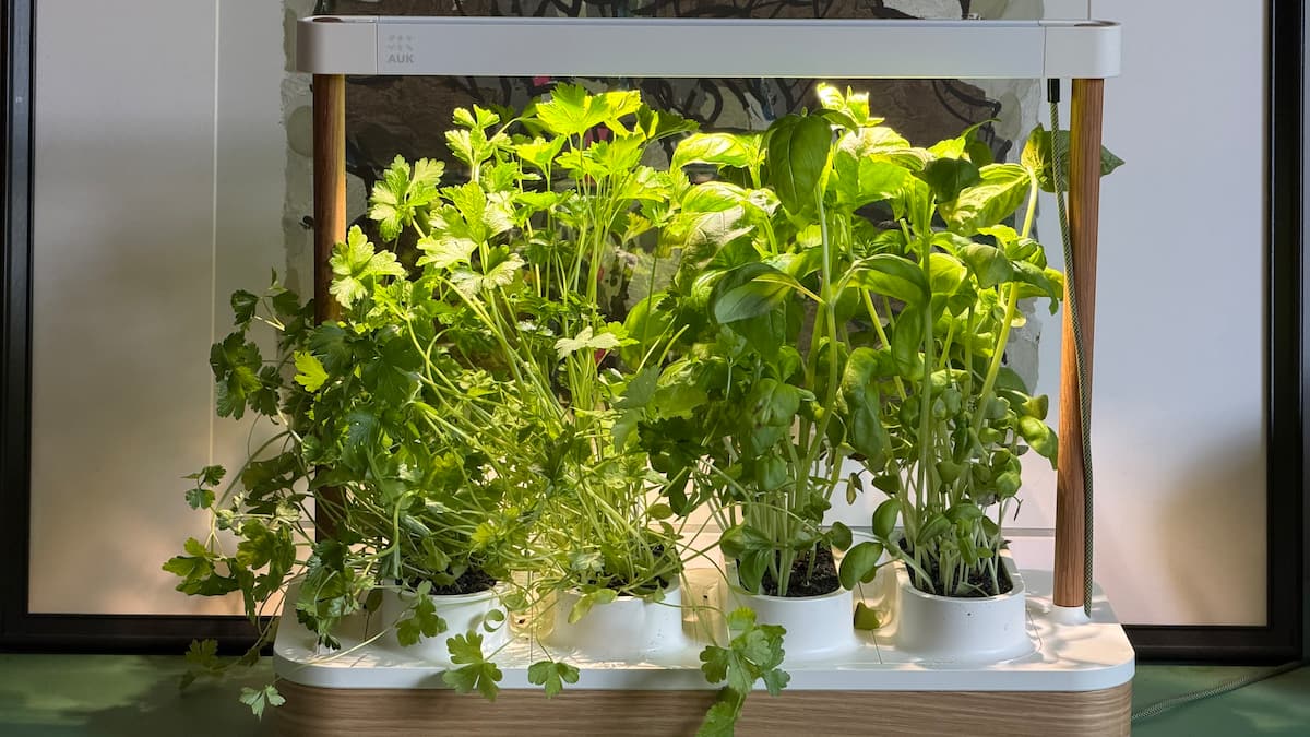 Test du Auk Mini 2 : un jardin intérieur qui fonctionne presque trop bien