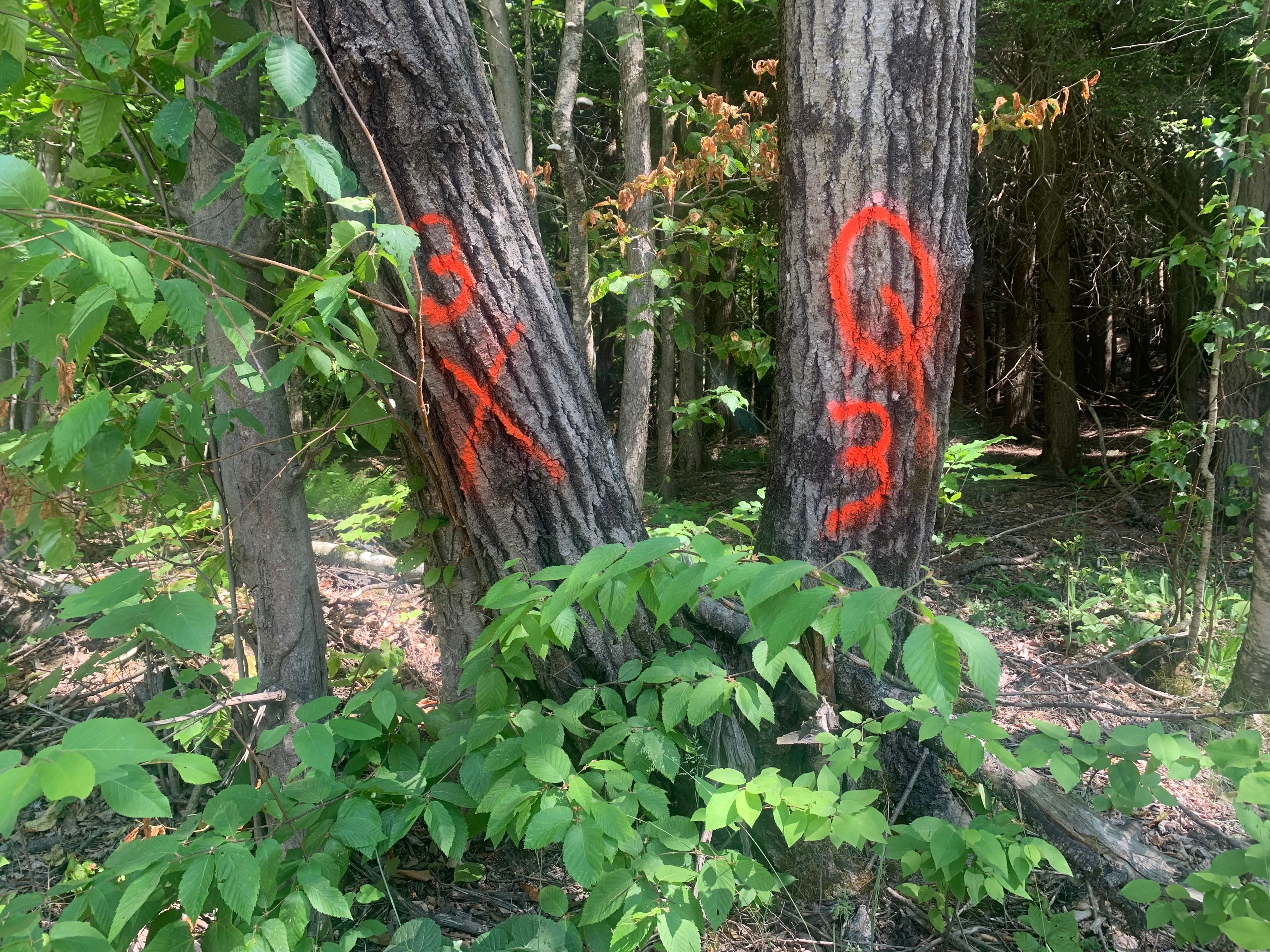 Hydro-Qu&eacute;bec n&rsquo;aura plus besoin de permission pour couper des arbres chez vous