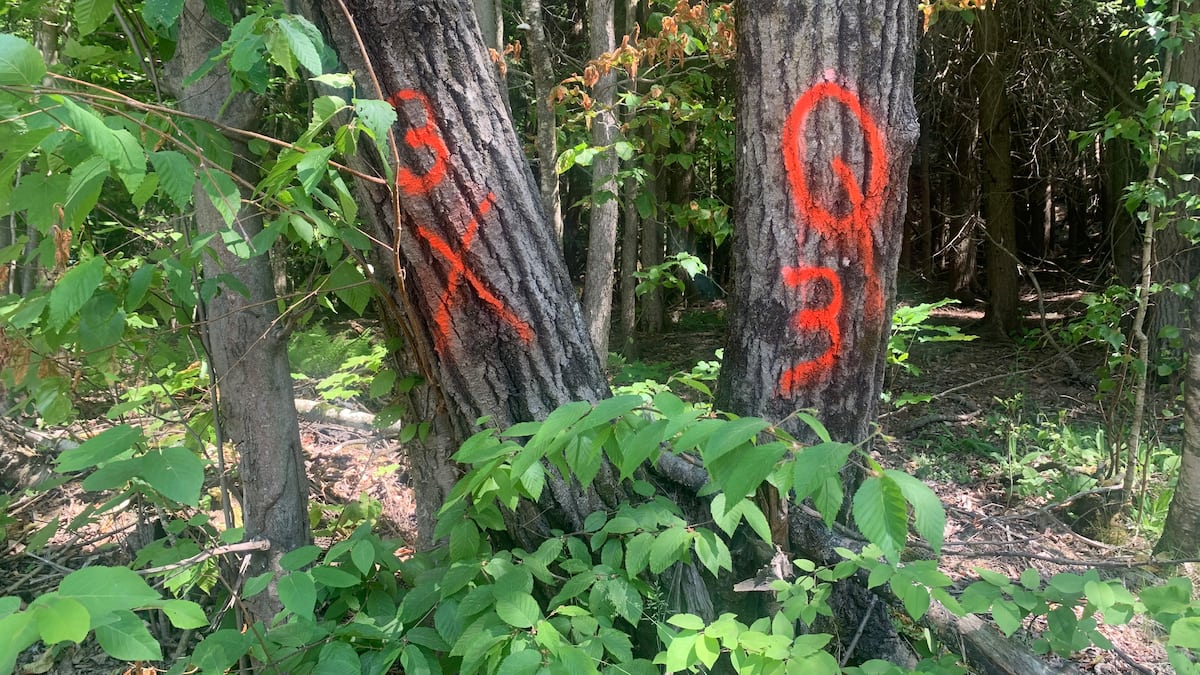 Hydro-Québec n’aura plus besoin de permission pour couper des arbres chez vous