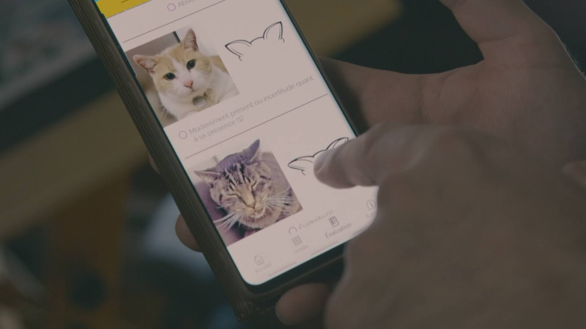 Feline Grimace Scale: une application pour mesurer le niveau de douleur des chats