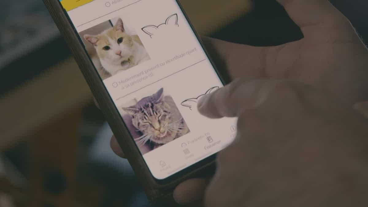Feline Grimace Scale: une application pour mesurer le niveau de douleur des chats