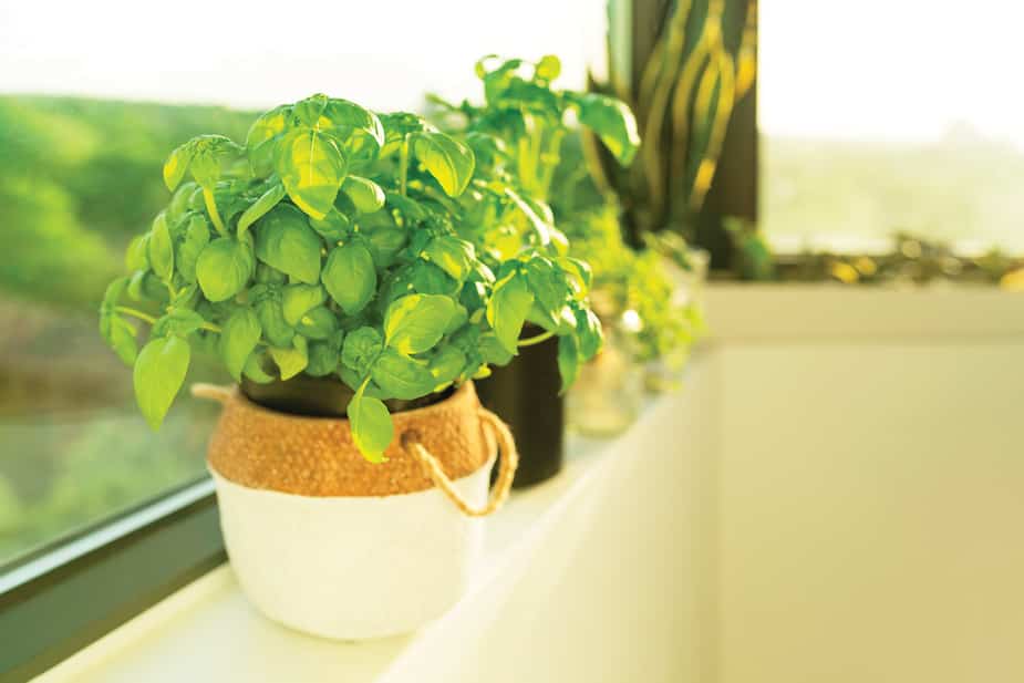 Image principale de l'article Des fines herbes qui poussent bien à l'intérieur