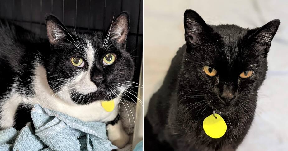 Image principale de l'article SPCA : deux chats se cherchent des familles