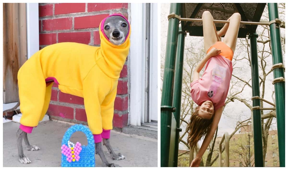 Tika The Iggy a maintenant son propre chandail