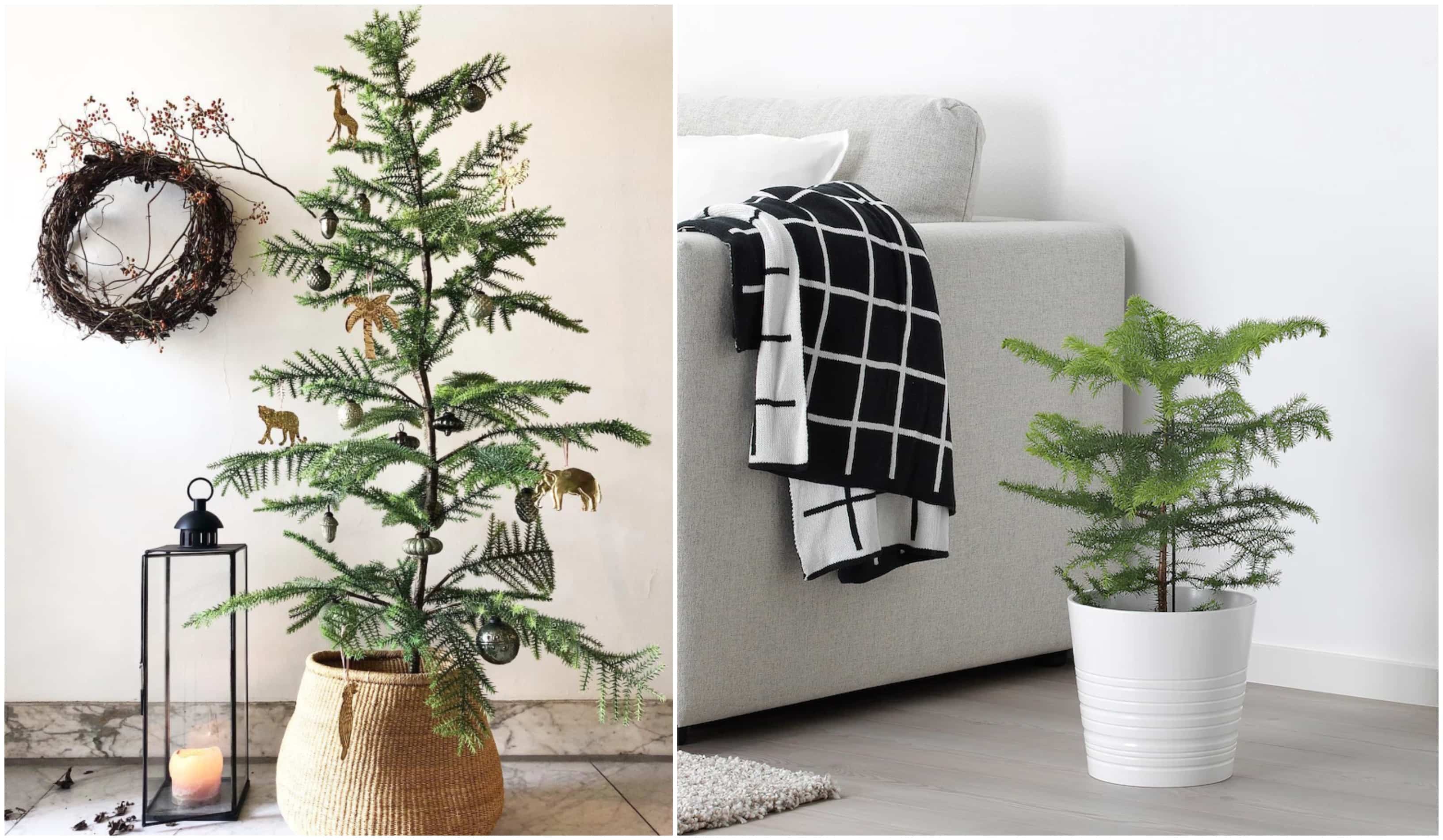 Voici où acheter le fameux pin du Norfolk 