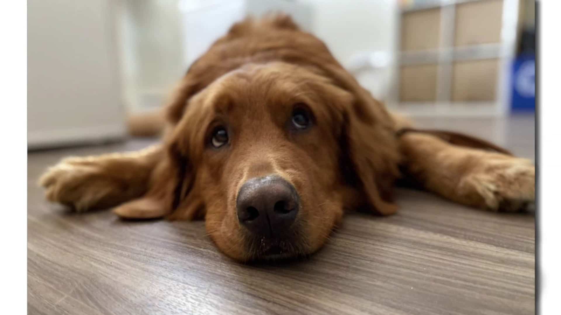 Bikini, chien d'assistance en soins Palliatifs 